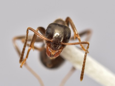 5lasius cervigonestaño_4710.JPG