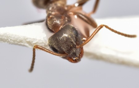 6lasius cervigonestaño_4713.JPG