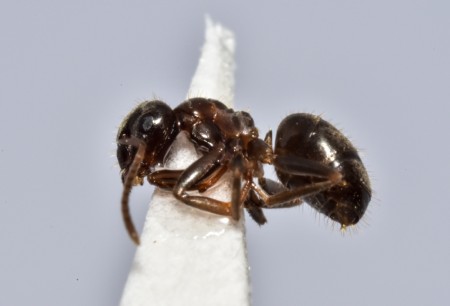 2lasius cervigonestaño_4718.JPG