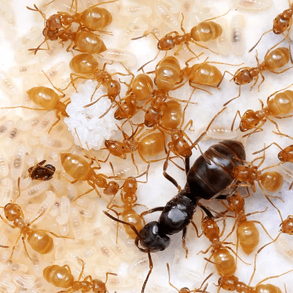 Lasius-umbratus.png