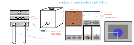 hormiguero pheidole pallidula.png