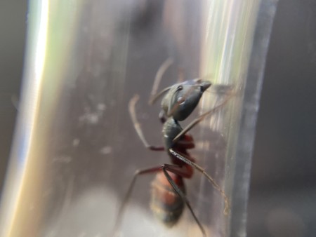 Encontrada en la sierra de Albacete en las cercanías a ríopar. Aproximadamente 900 metros de altitud