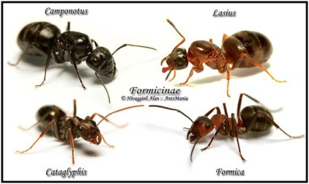 Formicinae