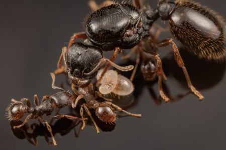 00SCI-OBS-ANTS-03-superJumbo.jpg