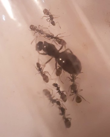 lasius1.jpg