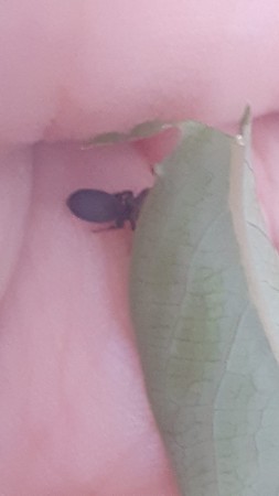 Pequeña ¿reina? Cephalotes Sp.