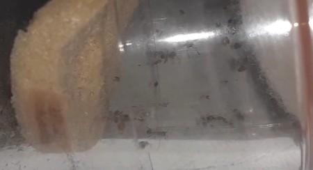 Obreras de pheidole muertas.