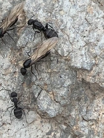 Reina de camponotus foreli rodeada de machos aldos