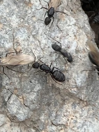 Reina camponotus foreli