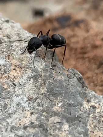 Bonita reina de camponotus foreli saludando a la comunidad!